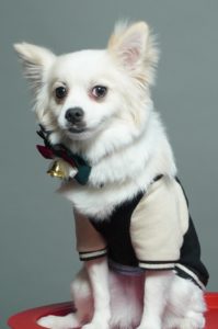 チワワ