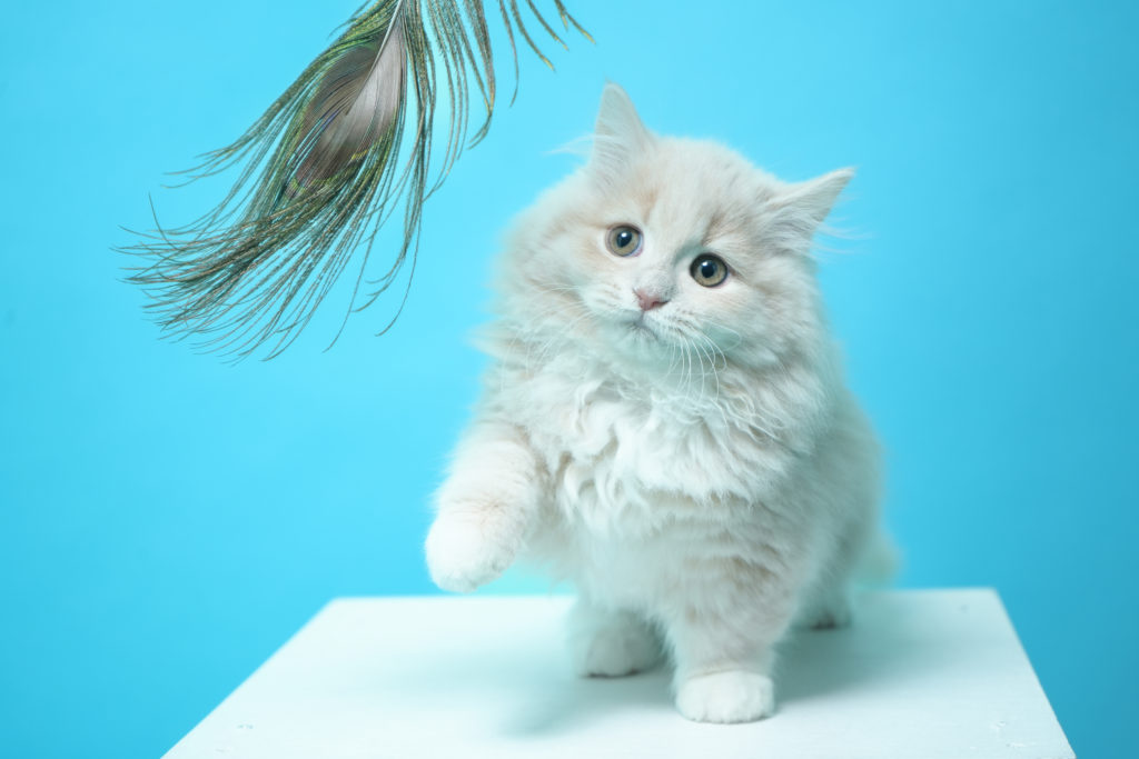 メヌエットの赤ちゃん猫
