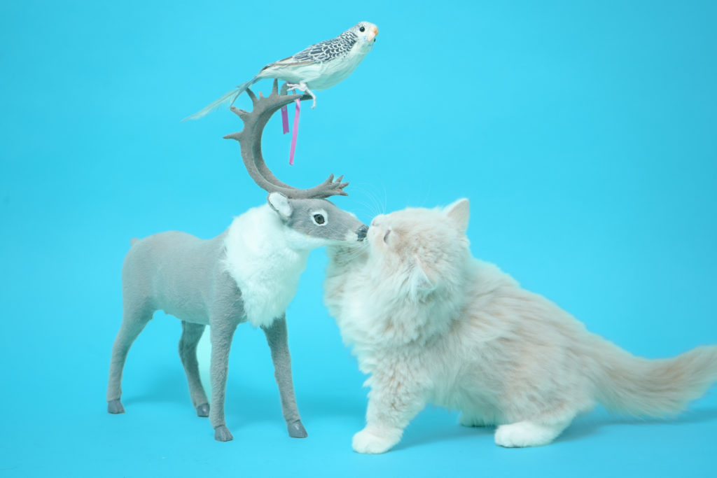 メヌエットの赤ちゃん猫とトナカイとインコの人形