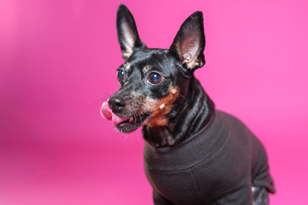 黒い犬が舌を出している写真